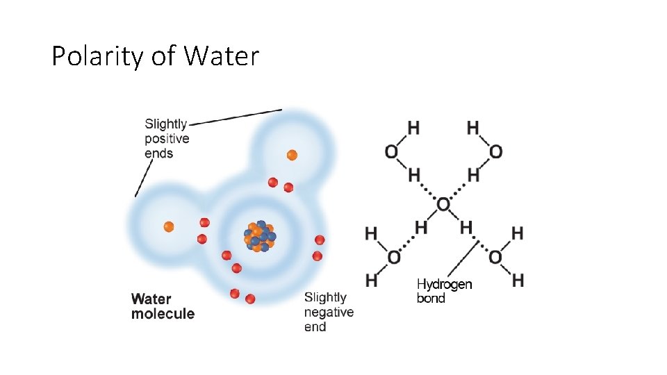 Polarity of Water 