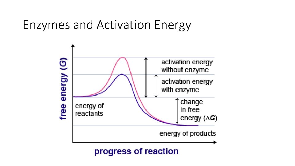 Enzymes and Activation Energy 