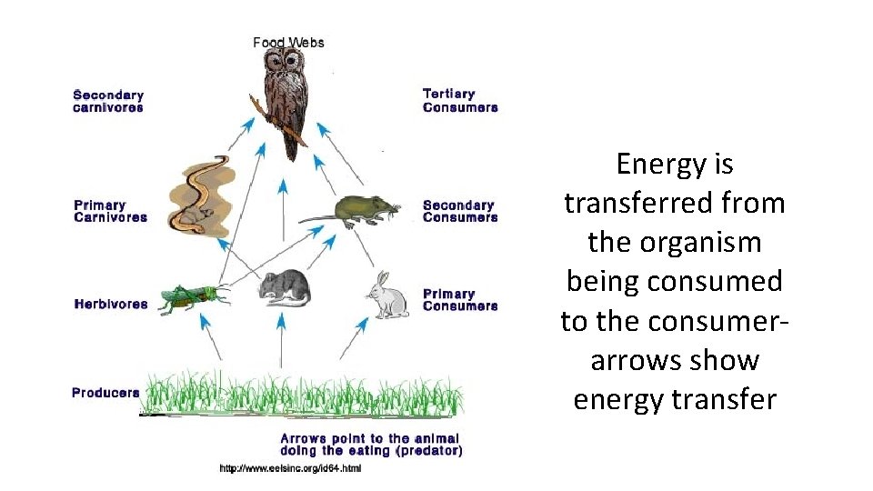 Energy is transferred from the organism being consumed to the consumer arrows show energy