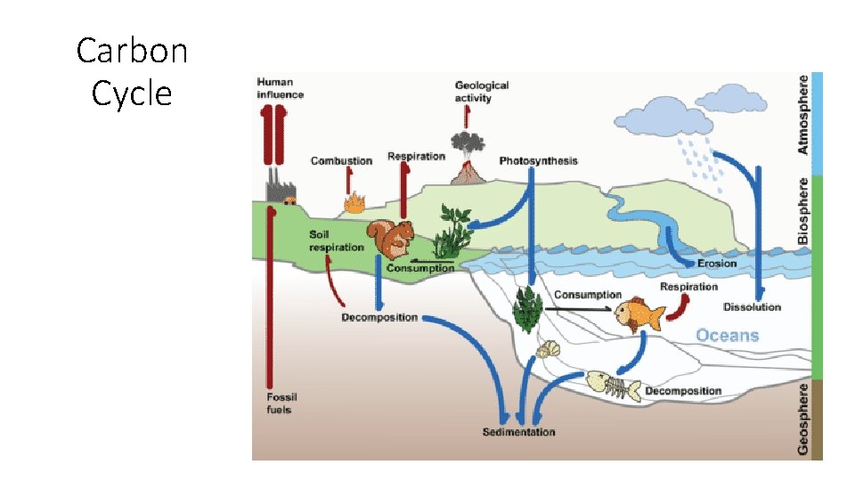 Carbon Cycle 