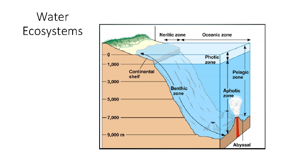 Water Ecosystems 