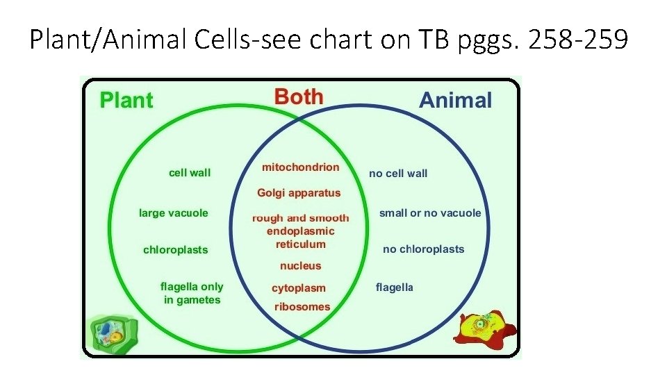 Plant/Animal Cells-see chart on TB pggs. 258 -259 