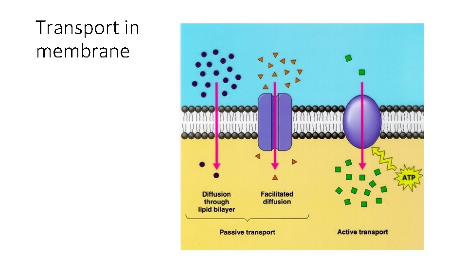 Transport in membrane 
