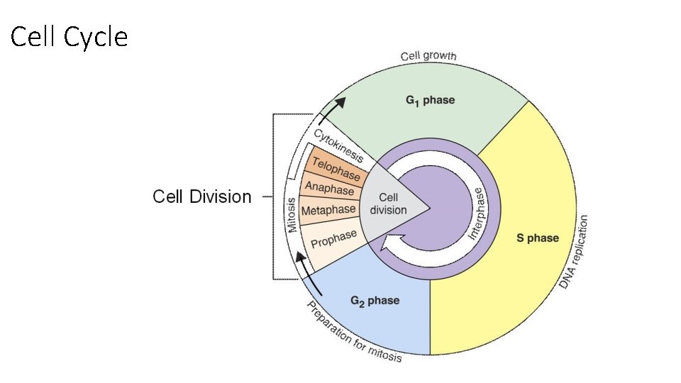 Cell Cycle 