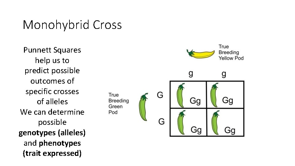 Monohybrid Cross Punnett Squares help us to predict possible outcomes of specific crosses of