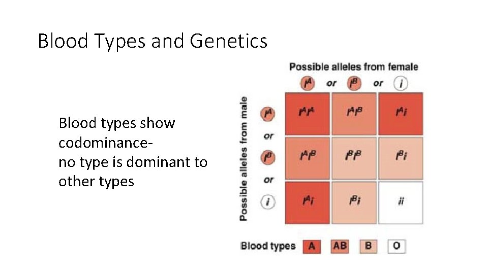 Blood Types and Genetics Blood types show codominance no type is dominant to other