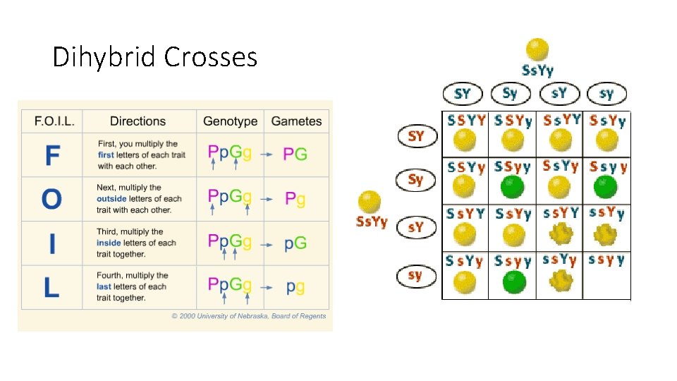 Dihybrid Crosses 