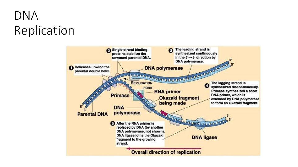DNA Replication 