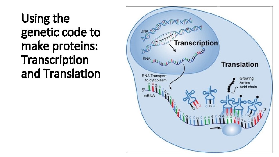 Using the genetic code to make proteins: Transcription and Translation 