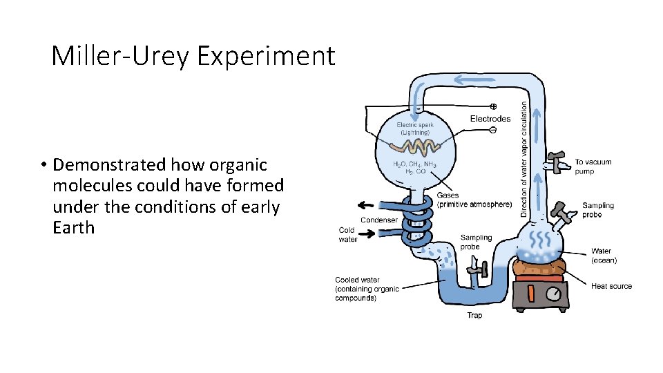 Miller-Urey Experiment • Demonstrated how organic molecules could have formed under the conditions of