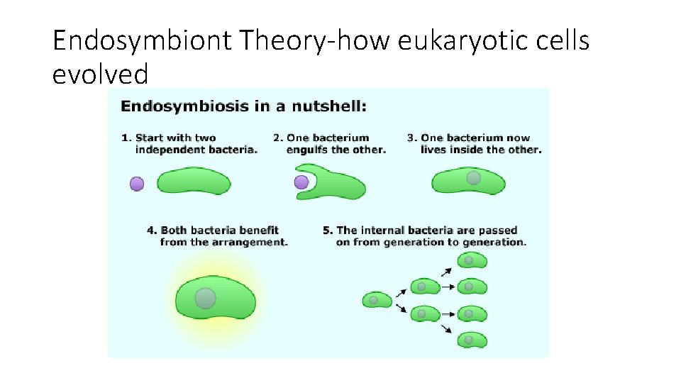 Endosymbiont Theory-how eukaryotic cells evolved 