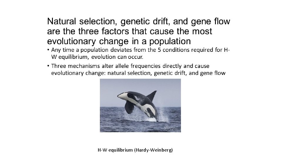 H W equilibrium (Hardy Weinberg) 