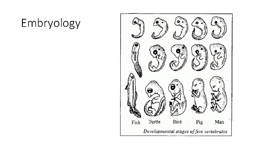 Embryology 