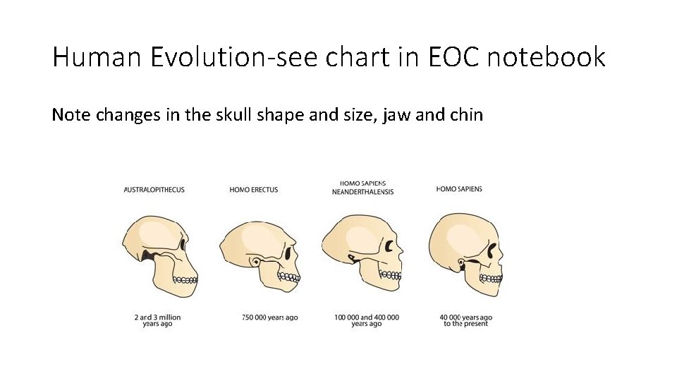 Human Evolution-see chart in EOC notebook Note changes in the skull shape and size,