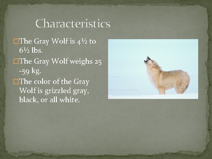 Characteristics �The Gray Wolf is 4½ to 6½ lbs. �The Gray Wolf weighs 25