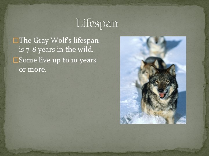 Lifespan �The Gray Wolf’s lifespan is 7 -8 years in the wild. �Some live