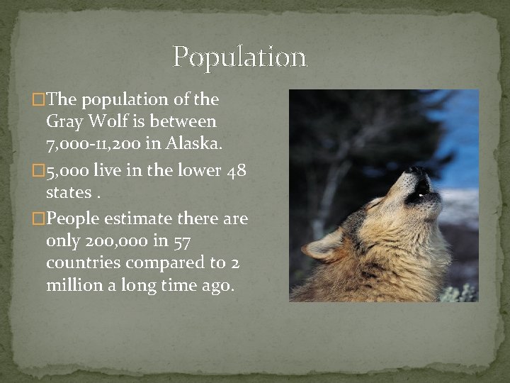 Population �The population of the Gray Wolf is between 7, 000 -11, 200 in