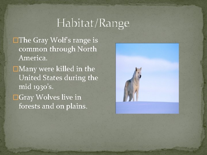 Habitat/Range �The Gray Wolf’s range is common through North America. �Many were killed in