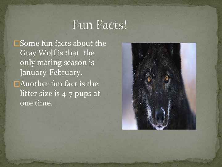 Fun Facts! �Some fun facts about the Gray Wolf is that the only mating