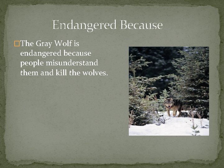 Endangered Because �The Gray Wolf is endangered because people misunderstand them and kill the
