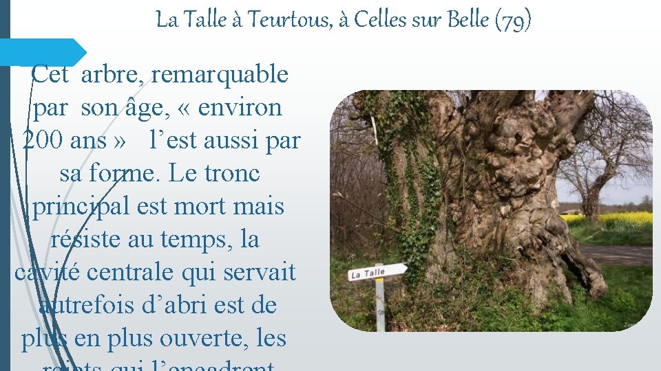 La Talle à Teurtous, à Celles sur Belle (79) Cet arbre, remarquable par son