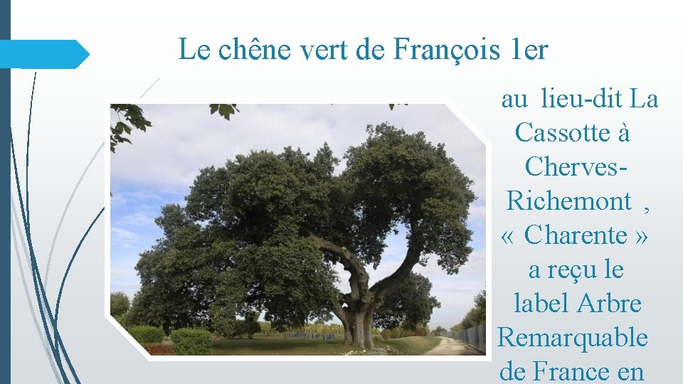 Le chêne vert de François 1 er au lieu-dit La Cassotte à Cherves. Richemont