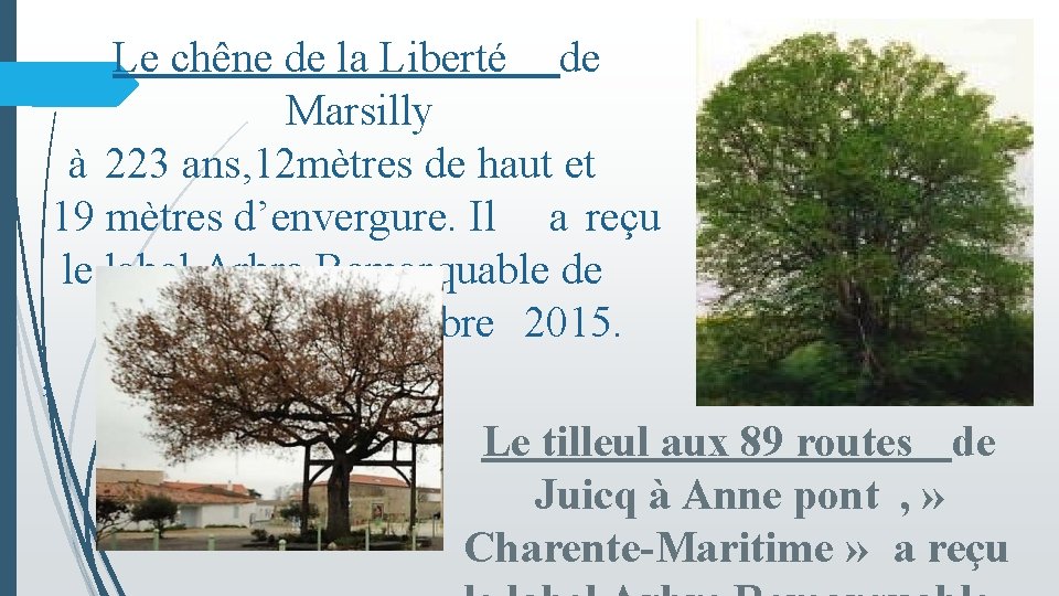 Le chêne de la Liberté de Marsilly à 223 ans, 12 mètres de haut