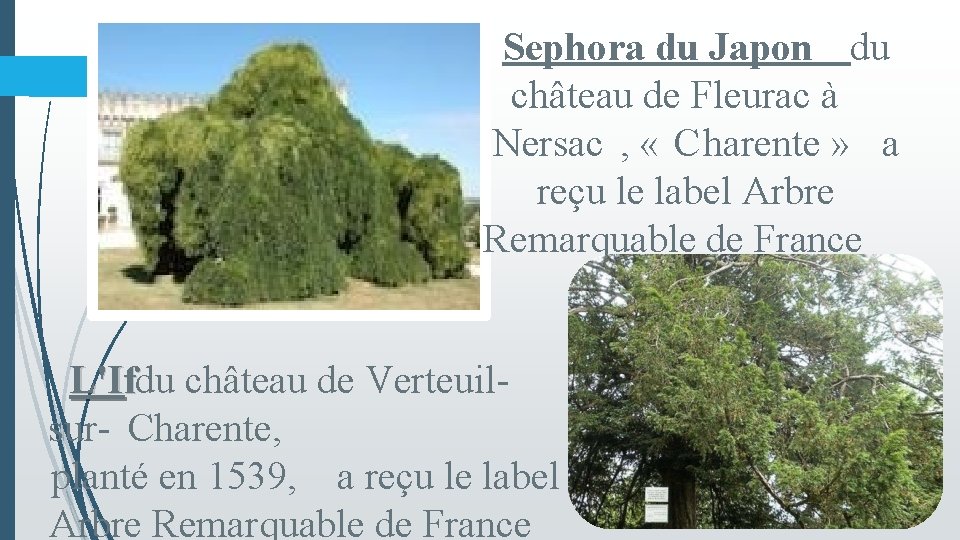 Sephora du Japon du château de Fleurac à Nersac , « Charente » a
