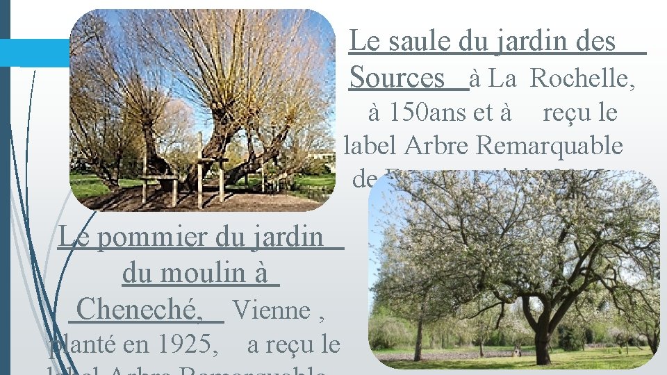 Le saule du jardin des Sources à La Rochelle, à 150 ans et à