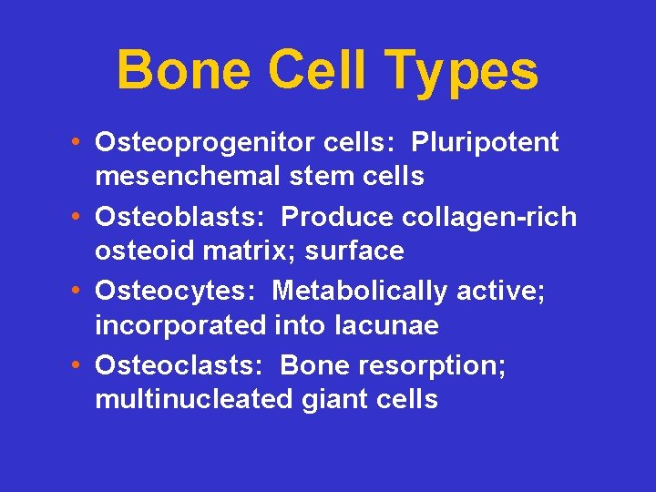 Bone Cell Types • Osteoprogenitor cells: Pluripotent mesenchemal stem cells • Osteoblasts: Produce collagen-rich