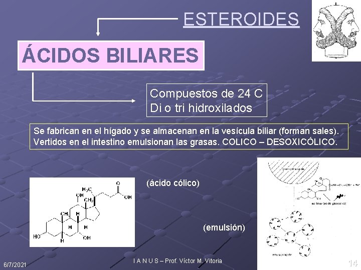 ESTEROIDES ÁCIDOS BILIARES Compuestos de 24 C Di o tri hidroxilados Se fabrican en