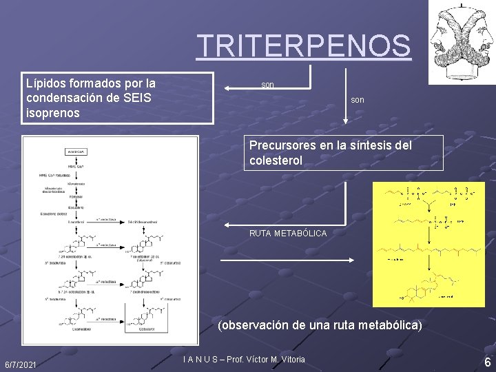 TRITERPENOS Lípidos formados por la condensación de SEIS isoprenos son Precursores en la síntesis