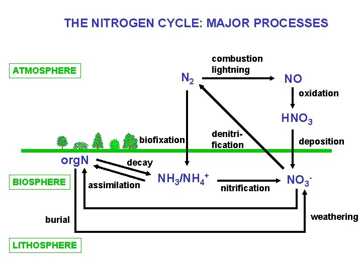 THE NITROGEN CYCLE: MAJOR PROCESSES ATMOSPHERE N 2 combustion lightning NO oxidation HNO 3