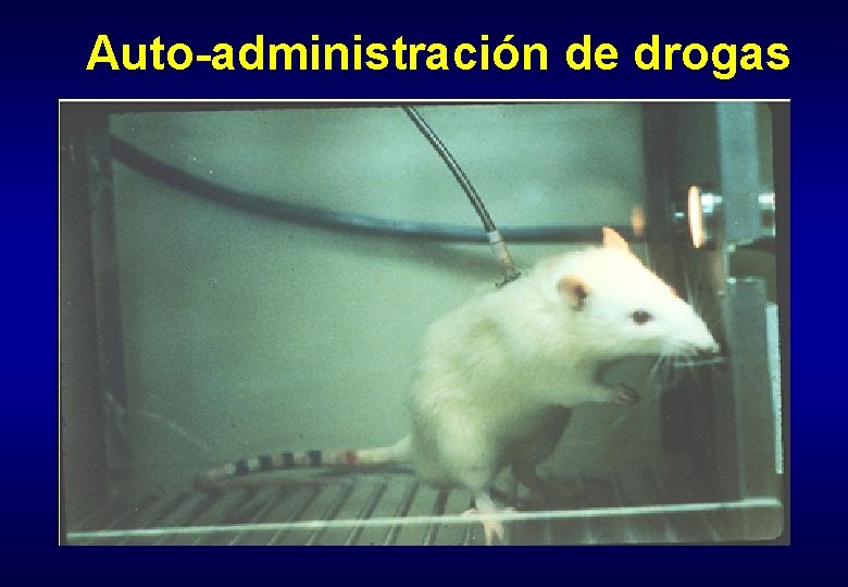 Auto-administración de drogas 