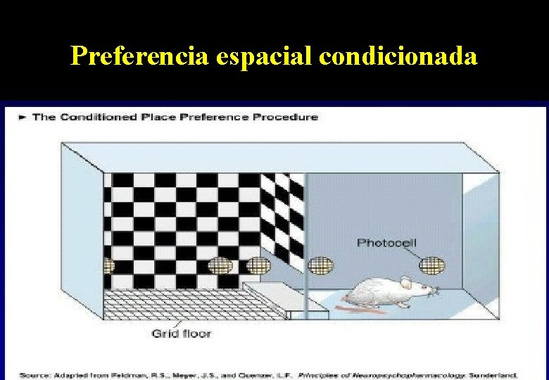 Preferencia espacial condicionada Preferencia espacial (foto) • (crias prefieren? ) 