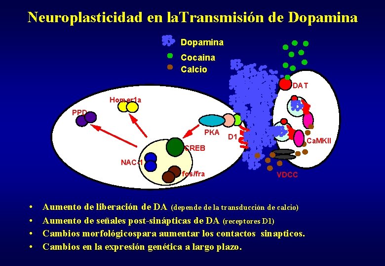 Neuroplasticidad en la. Transmisión de Dopamina Cocaina Calcio DAT Homer 1 a PPD PKA