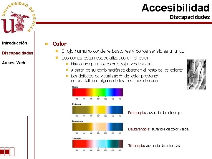 Accesibilidad Discapacidades Introducción Discapacidades Acces. Web Color El ojo humano contiene bastones y conos