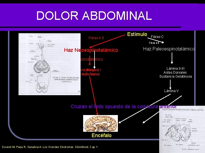 DOLOR ABDOMINAL Fibras ά δ Estímulo Fibras C Fibras ά δ Haz Neoespinotalámico Haz