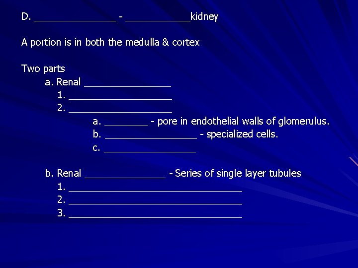 D. ________ - ______kidney A portion is in both the medulla & cortex Two