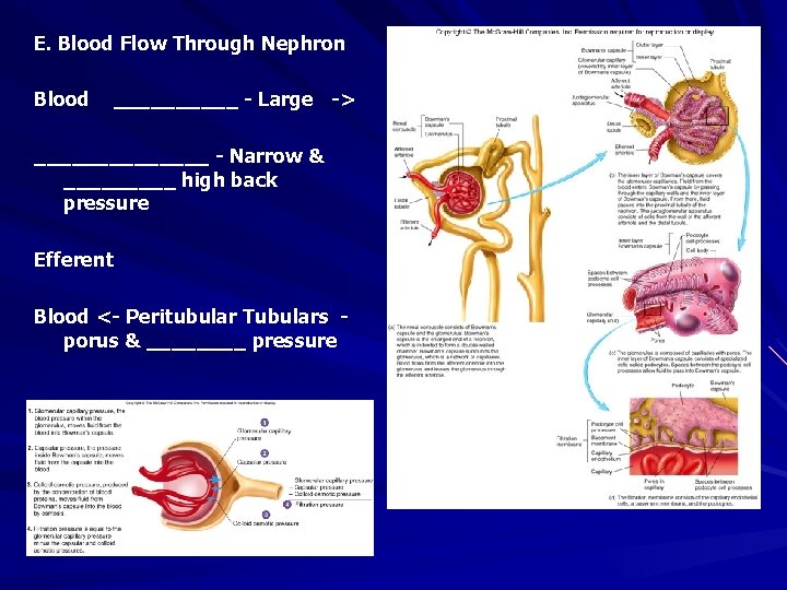 E. Blood Flow Through Nephron Blood _____ - Large -> _______ - Narrow &