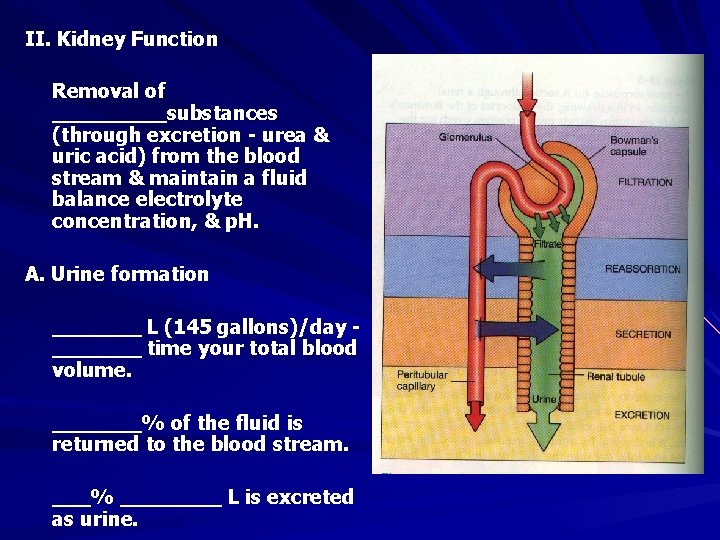II. Kidney Function Removal of _____substances (through excretion - urea & uric acid) from