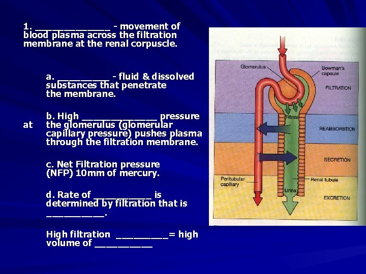 1. _______ - movement of blood plasma across the filtration membrane at the renal