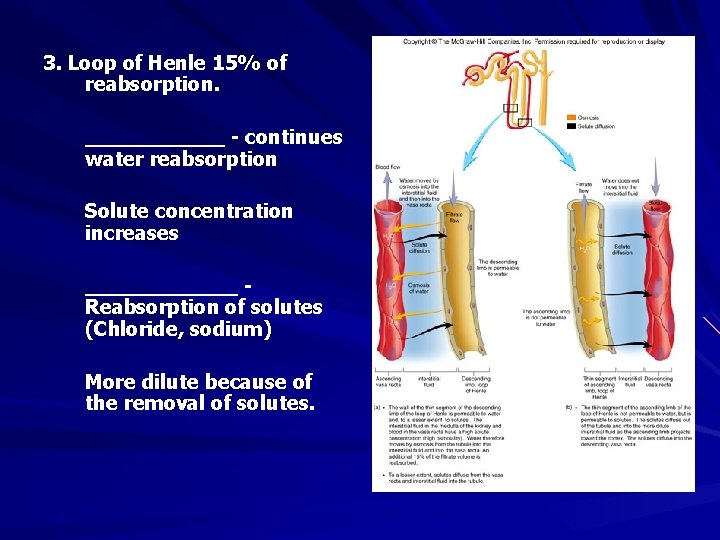3. Loop of Henle 15% of reabsorption. ______ - continues water reabsorption Solute concentration