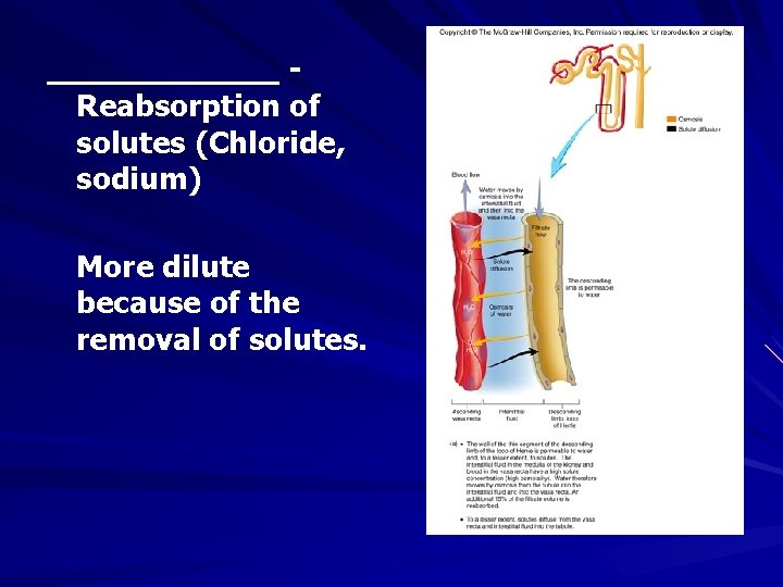 ______ Reabsorption of solutes (Chloride, sodium) More dilute because of the removal of solutes.