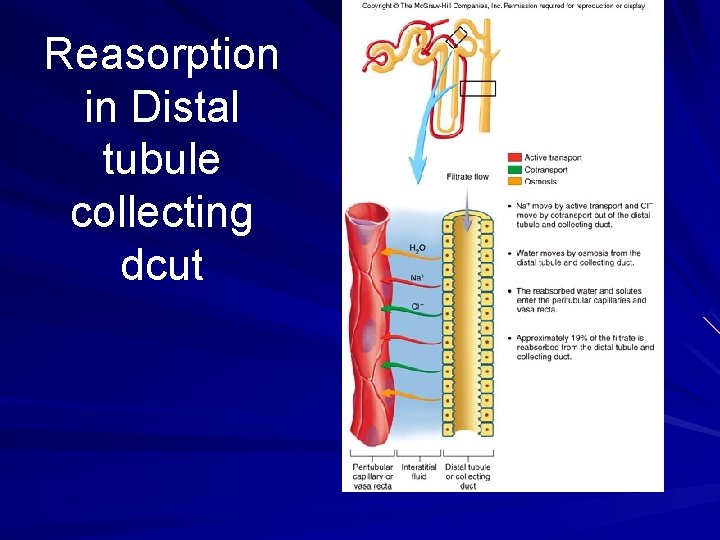 Reasorption in Distal tubule collecting dcut 