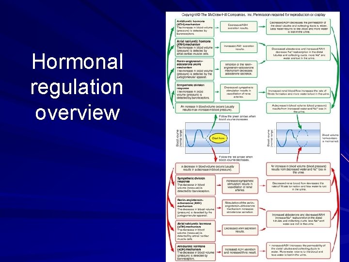 Hormonal regulation overview 