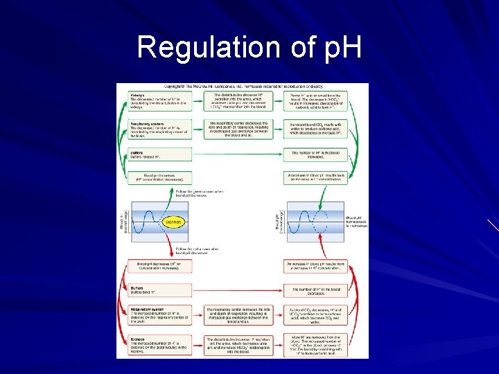 Regulation of p. H 