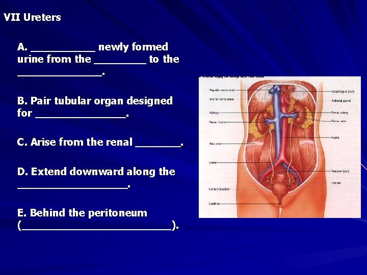 VII Ureters A. _____ newly formed urine from the ____ to the _______. B.