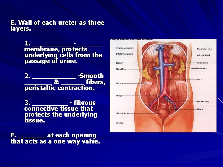 E. Wall of each ureter as three layers. 1. _____ - ______ membrane, protects