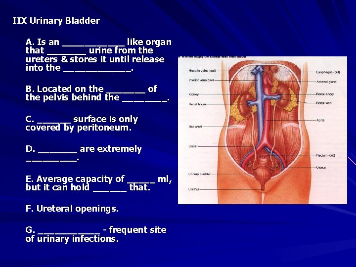 IIX Urinary Bladder A. Is an ______ like organ that _______ urine from the